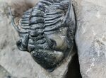 Pair of Metacanthina (Asteropyge) Trilobites - Lghaft #57669-2